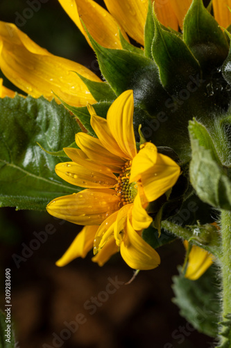 beautiful sunflower plant in the garden