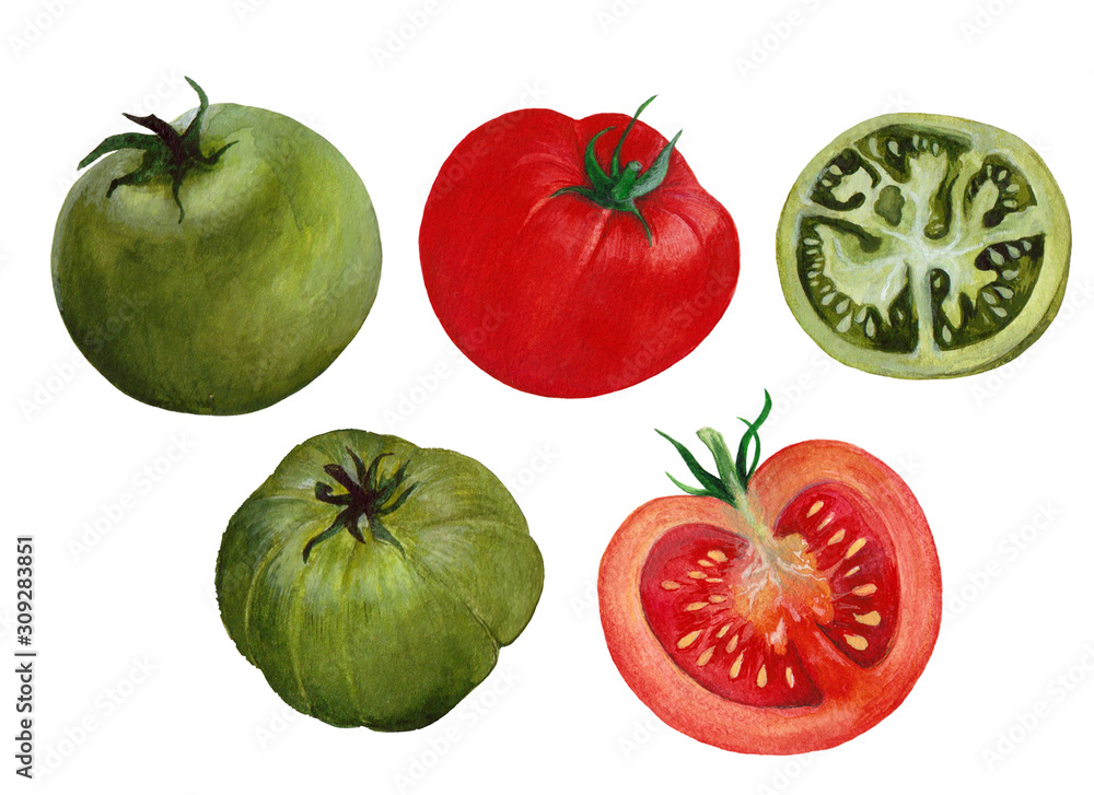 Set of isolated green and red tomato. Hand drawn painting in watercolor Set of isolated green and red tomato. Hand drawn painting in watercolor