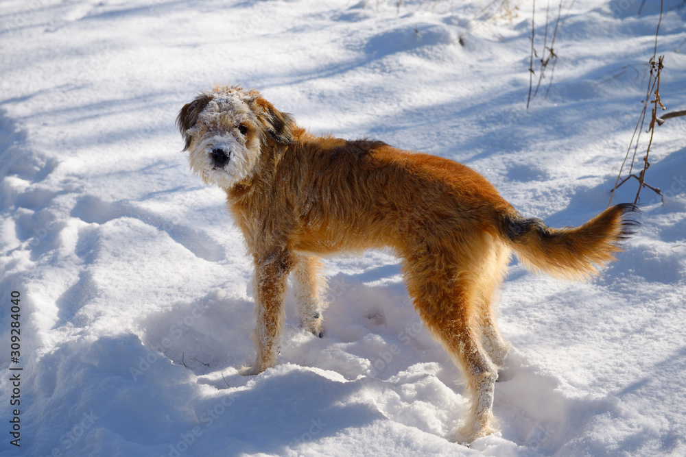 Pet dog on a walk with snow covering face after digging to remove burrs