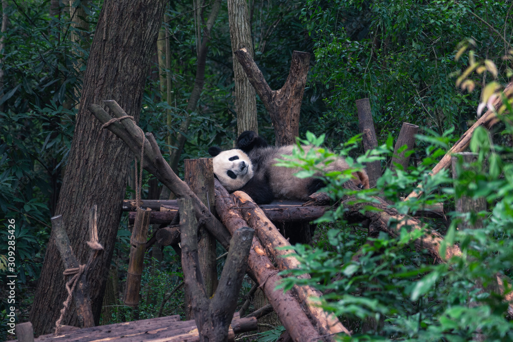 Endangered Giant Panda Bear in Chengdu China Endangered Giant Panda Bear in Chengdu China