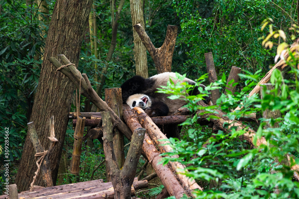 Endangered Giant Panda Bear in Chengdu China Endangered Giant Panda Bear in Chengdu China