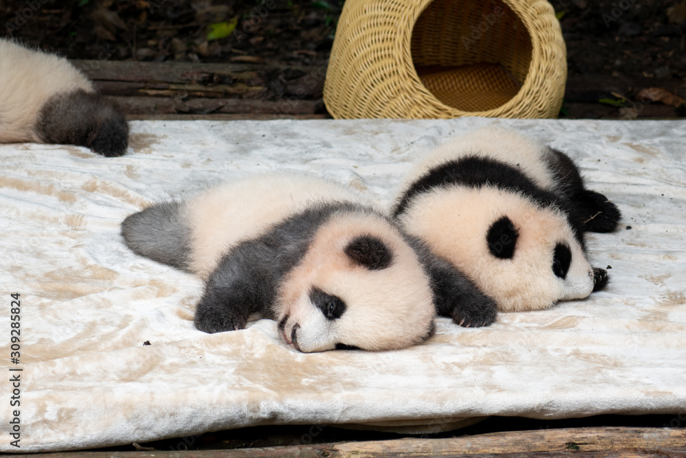 Endangered baby Pandas in Chengdu China Endangered baby Pandas in Chengdu China