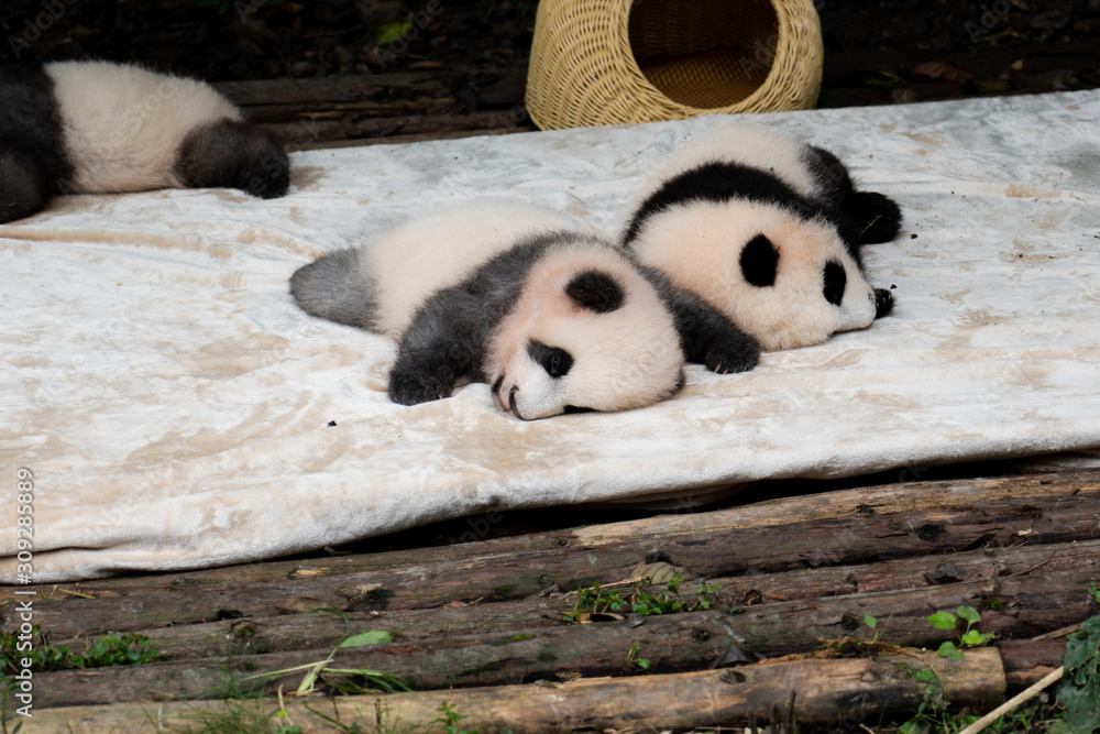 Fototapeta premium Endangered baby Pandas in Chengdu China 
