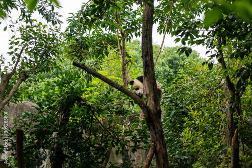 Endangered Giant Panda Bear in Chengdu China 