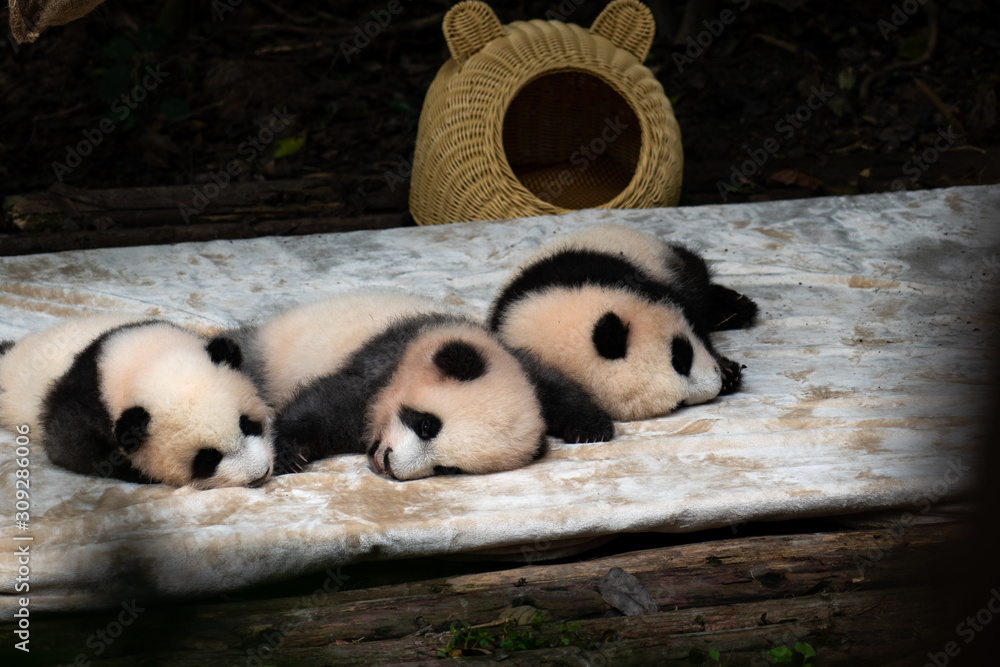 Fototapeta premium Endangered baby Pandas in Chengdu China