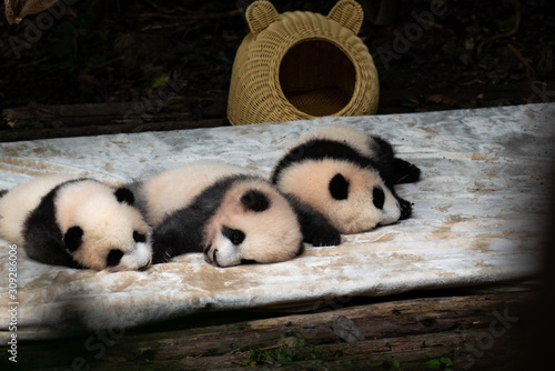 Endangered baby Pandas in Chengdu China 