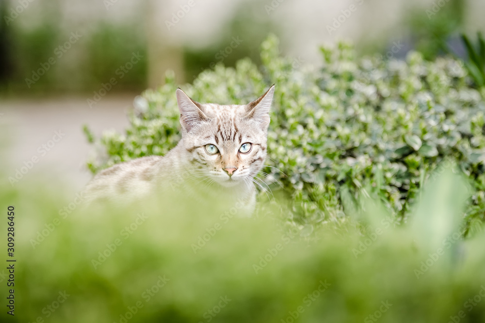 Mink Snow Bengal Kitten hiding in Plants