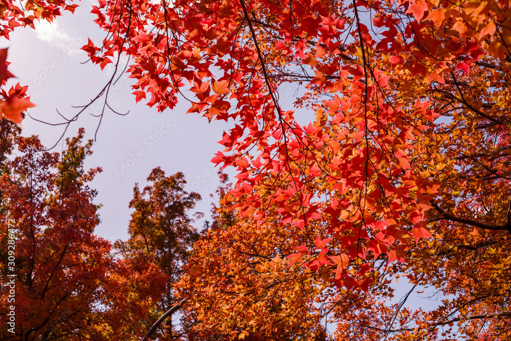 紅葉するタイワンフウ