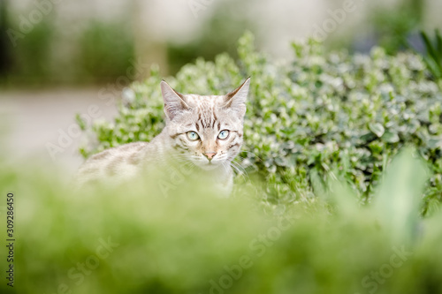 Mink Snow Bengal Kitten hiding in Plants © Andreas Krappweis
