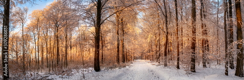 Winter forest covered in snow and bathed in the sunset's beautiful gold light, panorama format 