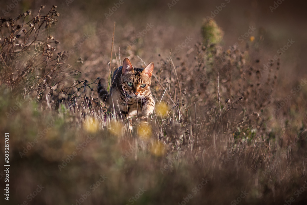 Bengal Cat Outdoor Bengal Cat Outdoor