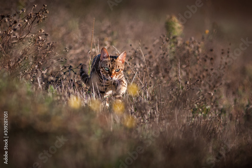 Bengal Cat Outdoor