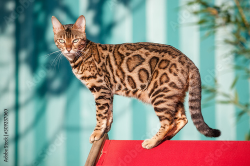 Bengal Cat Outdoor photo