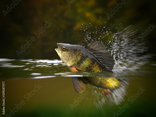 Perch fish jumping in river halfwater view 3d realitstic render photo