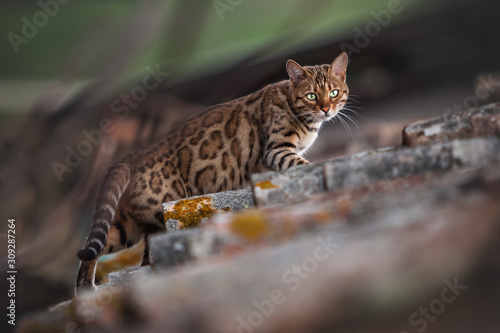 Bengal on Roof of old House