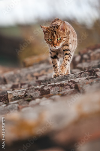 Bengal on Roof of old House