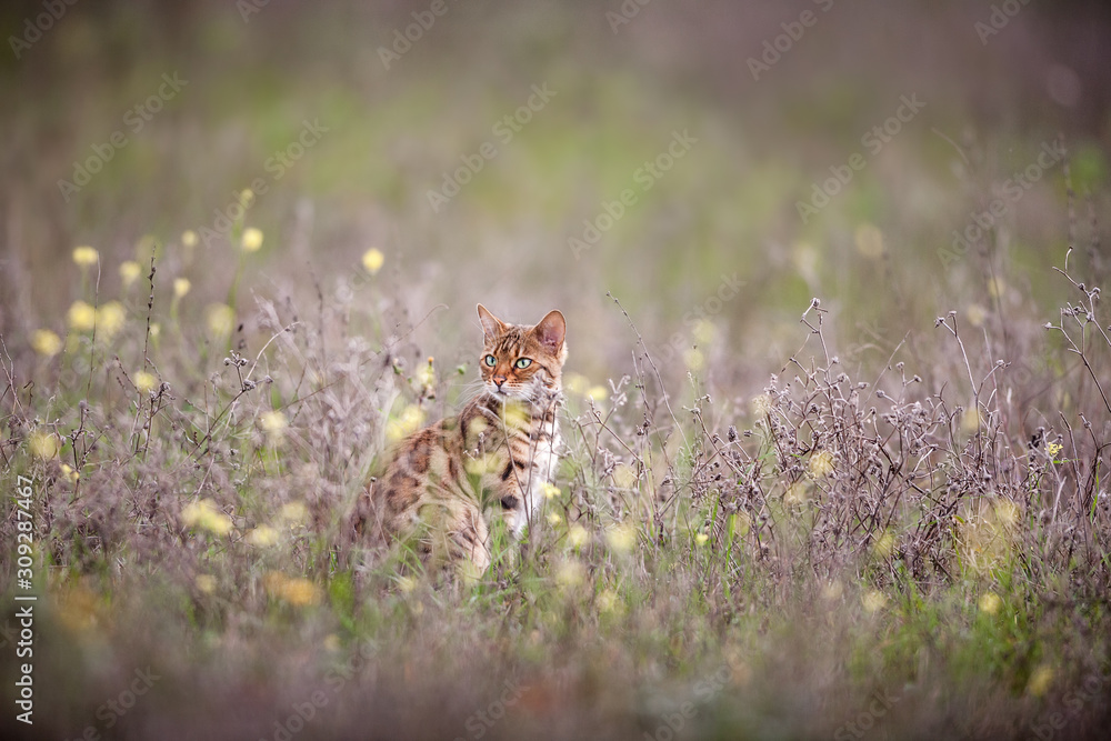 Obraz premium Bengal Cat Outdoor