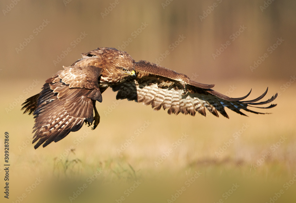 Fototapeta premium Common buzzard (Buteo buteo) in flight