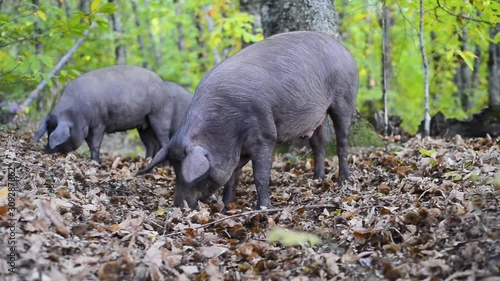 Pigs eating in the field, Montanchez, Caceres, Extremadura photo