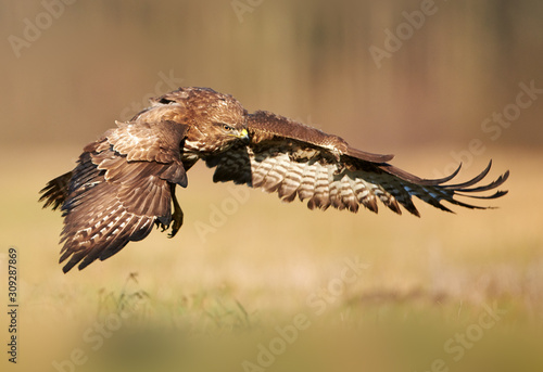 Common buzzard (Buteo buteo) in flight