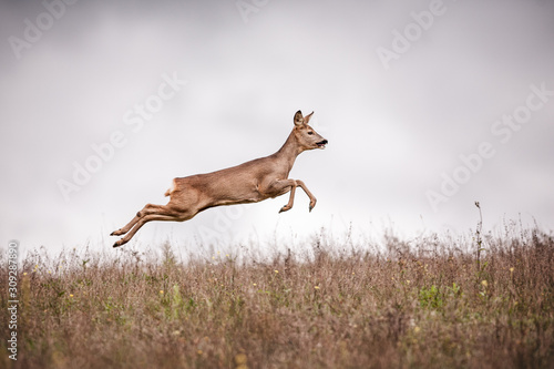 Roe Deer Jump photo