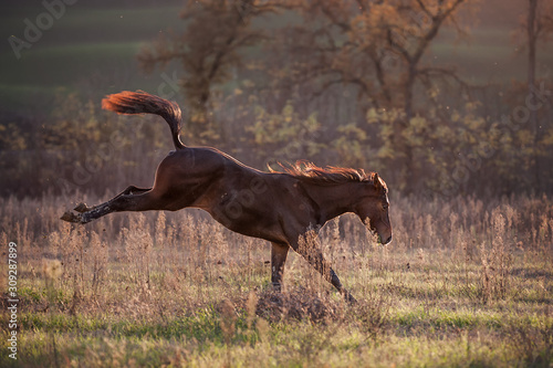 Foal freaking out