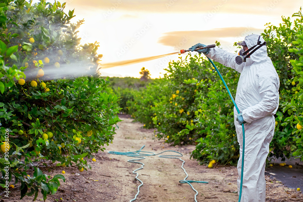 Weed insecticide fumigation. Organic ecological agriculture. Spray  pesticides, pesticide on fruit lemon in growing agricultural plantation,  spain. Man spraying or fumigating pesti, pest control Photos | Adobe Stock