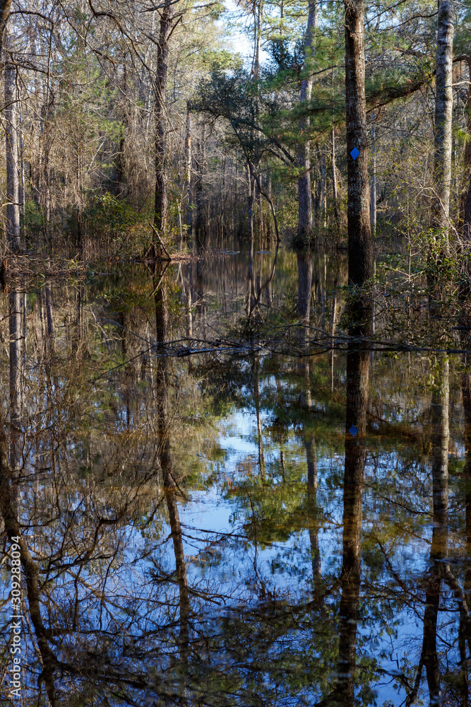 Obraz premium Reflections flooded forest in lowlands