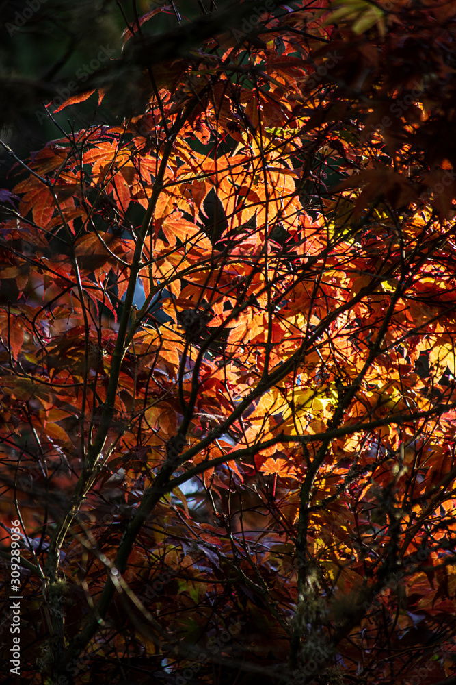 green and fall colored leaves growing together in bunches on branch green and fall colored leaves growing together in bunches on branch