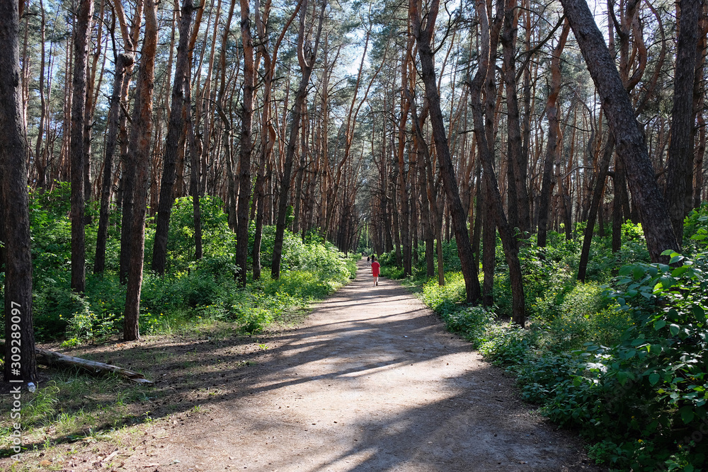 Forest path in spring season perspective road. Tall pines and green bushes below, rest in the forest in early spring. A clear spring day. Forest path in spring season perspective road. Tall pines and green bushes below, rest in the forest in early spring. A clear spring day.