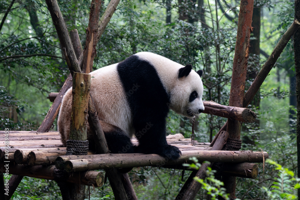 Endangered Giant Panda Bear in Chengdu China Endangered Giant Panda Bear in Chengdu China