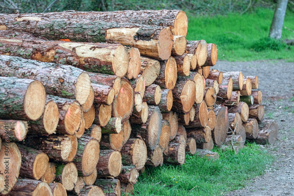 Stapel frisch gefällter Baumstämme in einem Wald - selektiver Fokus Stapel frisch gefällter Baumstämme in einem Wald - selektiver Fokus