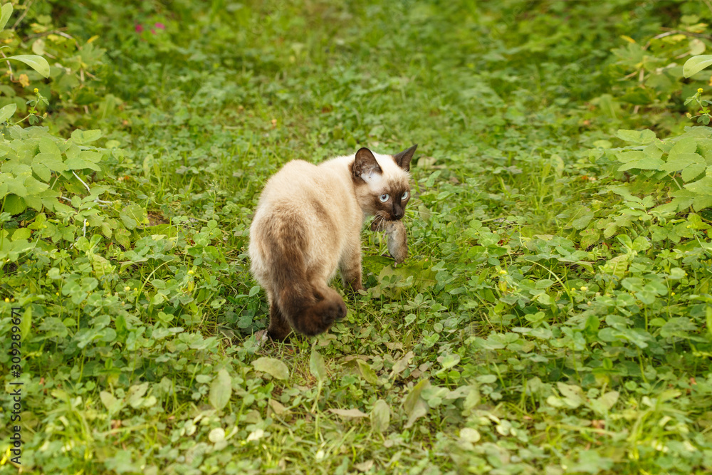 Fototapeta premium Сat caught a mouse. Kitten is on first hunt. Wild Animal plays with prey