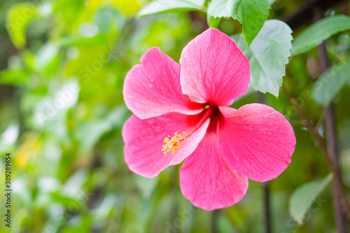 bright pink hibiscus flower in nature