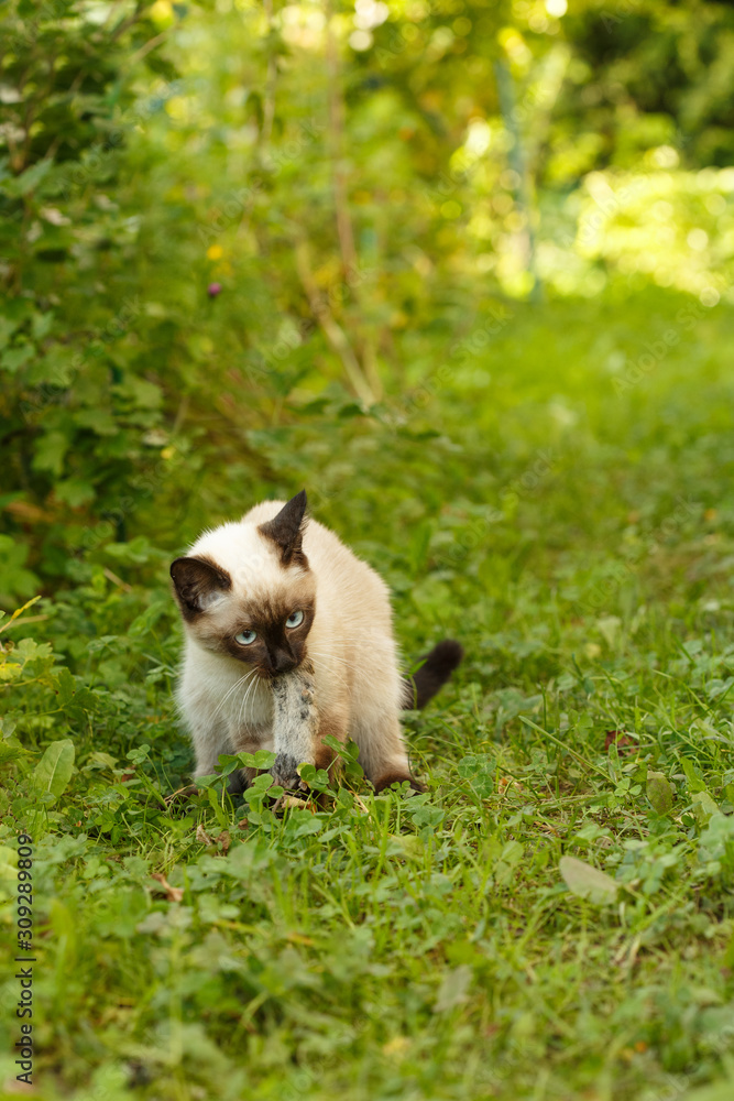 Сat caught a mouse. Kitten is on  first hunt. Wild Animal plays with prey