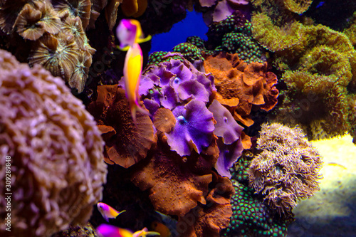 Fototapeta Naklejka Na Ścianę i Meble -  Colorful coral reef with tropical fishes