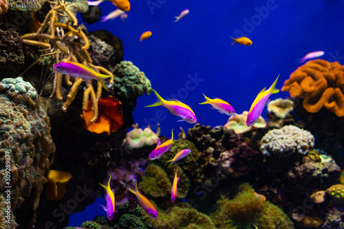 Fototapeta Naklejka Na Ścianę i Meble -  Colorful coral reef with tropical fishes