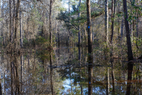 flooded forest with reflections