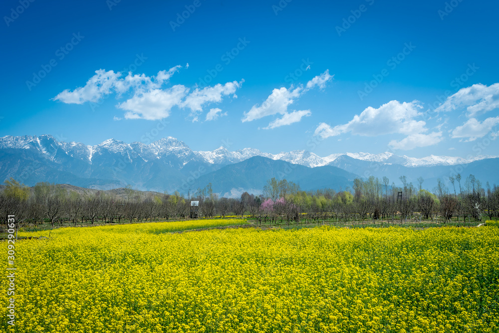 Mustard field, Jammu and Kashmir, India