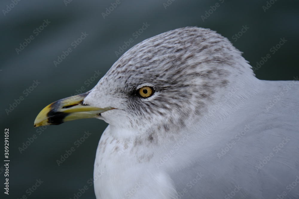 Seagull Seagull