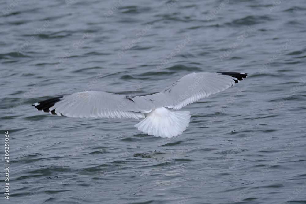 Seagull over water