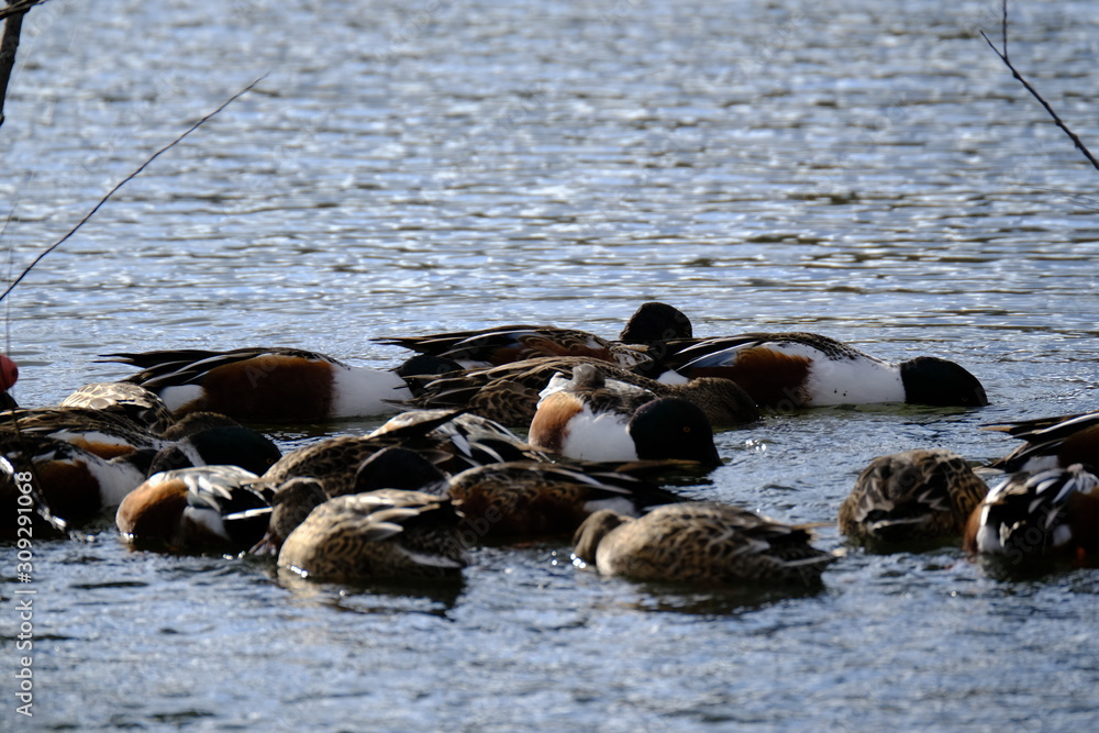 Ducks in a pond Ducks in a pond