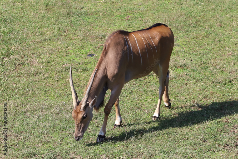 Fototapeta premium エランド