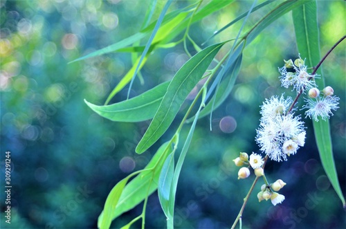 Eucalyptus Leaves and Flowers During Spring photo