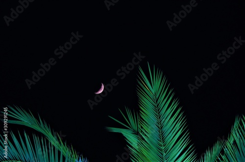 Crescent Moon with palm tree leaves at night