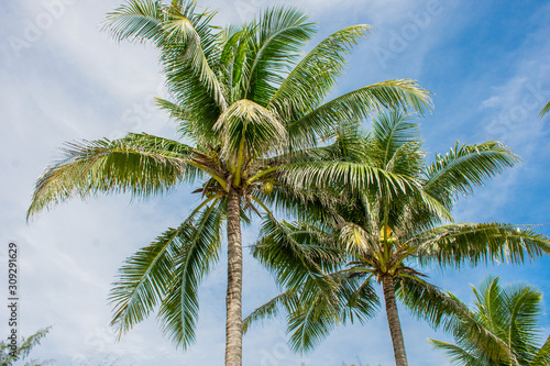 Coconut tree with the background of a blue sky