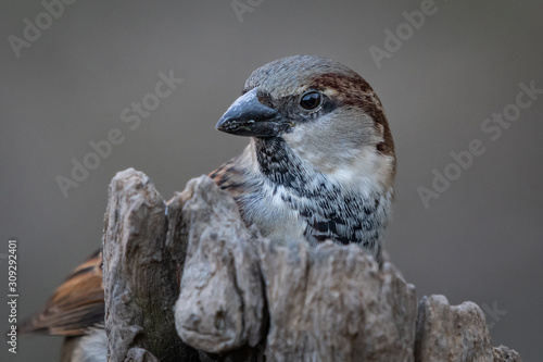 English or house sparrow up close on tree stump