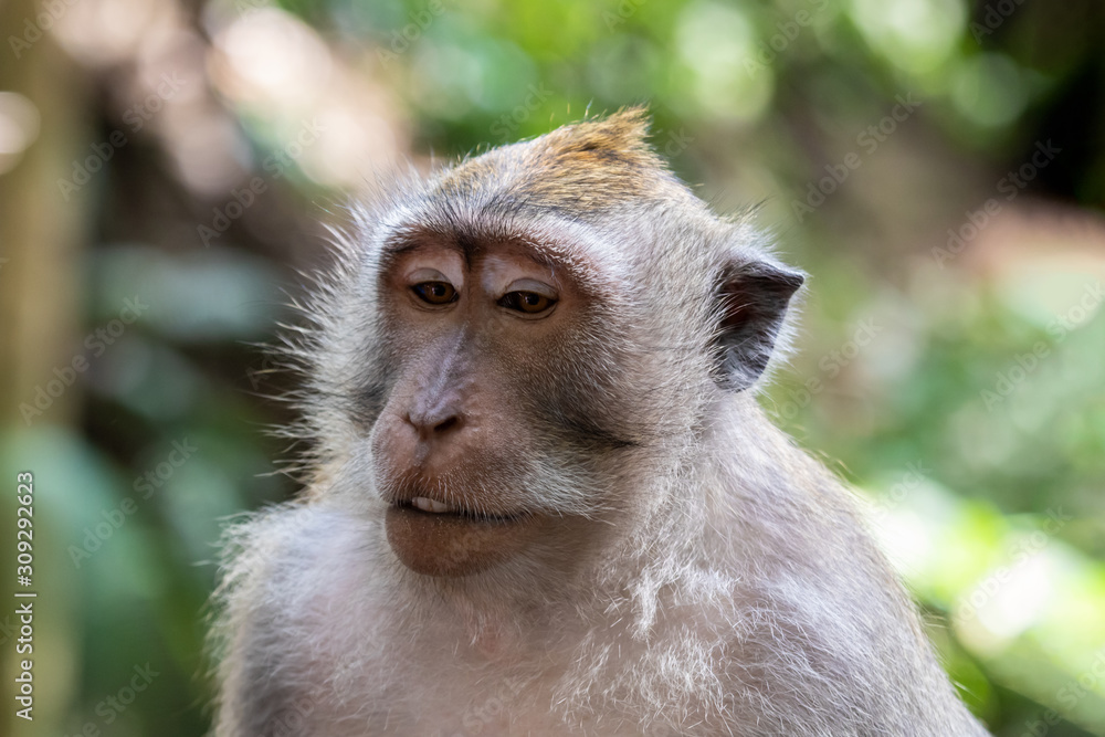 Portrait of Macaque monkey (Macaca Fascicularis), looking down. Forest in the background. In the sacred monkey forest, Ubud, Bali, Indonesia.