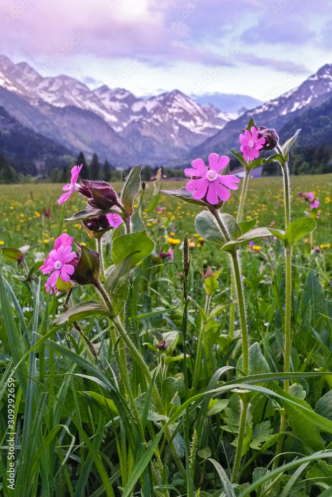 Fototapeta premium alpine flowering meadow with snowy mountains in background in the alps, Allgäu Alps, Bavaria, Germany