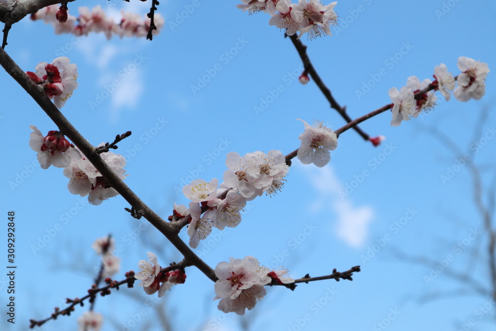梅の花 豊後 梅の花 豊後